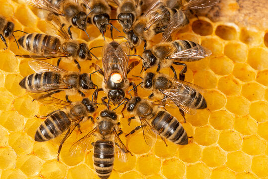 Queen Bee - Marked and Mated
